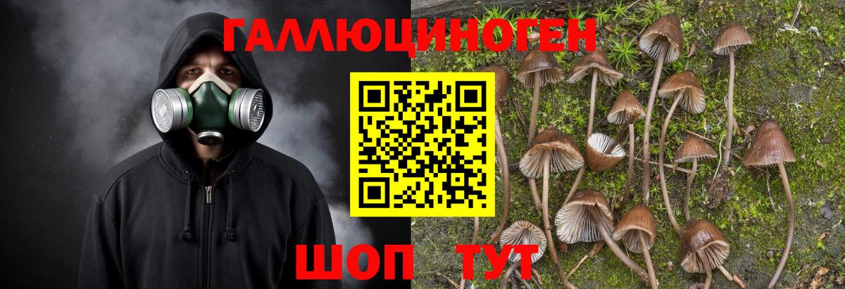 Псилоцибиновые грибы Psilocybe  Вход с VPN  Сосновоборск 